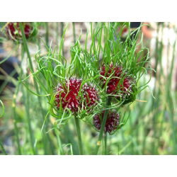 Aglio decorativo - Hair - pacchetto di 5 pezzi - Allium Hair