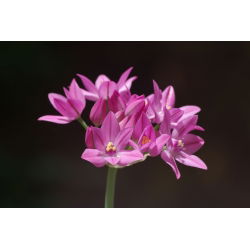 Allium oreophilum - pacchetto di 20 pezzi