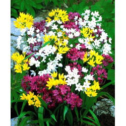 Aglio decorativo - mix - pacchetto di 20 pezzi - Allium