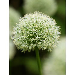 Dekorativ vitlök - Mont Blanc - Allium Mont Blanc