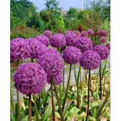 Allium giganteum - XXL