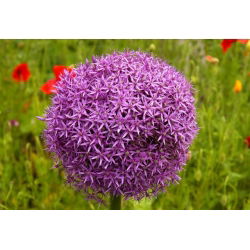 Allium giganteum - XXL