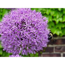 Allium giganteum - XXL
