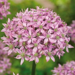 Dekorativ vitlök - Pink Jewel - Allium Pink Jewel