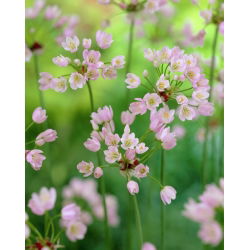  Allium Roseum - pacchetto di 20 pezzi