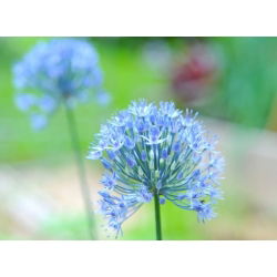 Allium caeruleum - pacchetto di 5 pezzi