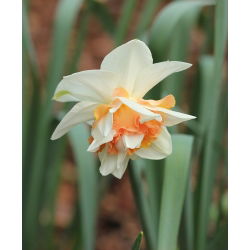 Narcissus obnavlja - Narffissl Replete - 5 lukovica