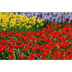 Tulipa Tubergen'in Çeşitliliği - Tulip Tubergen'in Çeşitliliği - 5 ampul - Tulipa Tubergen's Variety