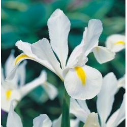 Lis (Iris × hollandica) - White Excelsior - pakket van 10 stuks