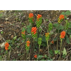 Arum Italicum - 5 bulbs