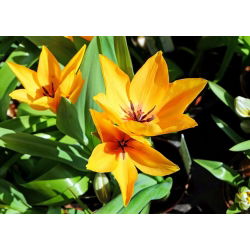 Tulipa botanik karışımı - Tulip botanik karışımı - 5 ampul - Tulipa botanical 