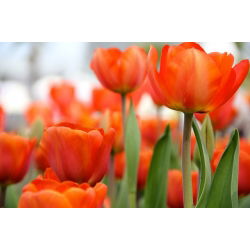 Tulipa Orange - Tulip Orange - 5 soğan