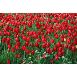 Tulipa Red - Tulipán Red - paquete de 5 piezas