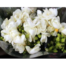 Freesia Double White - 10 lampu