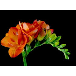 Freesia Double Red - 10 lampu