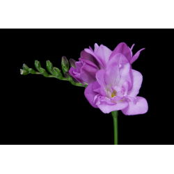 Freesia Double Blue - 10 lampu