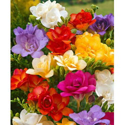 Freesia, Frésia - Double Mix - pacote de 10 peças