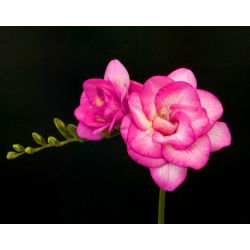 Freesia Double Pink - 10 lampu
