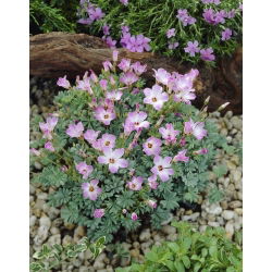 Oxalis Adenophylla - paketti 5 kpl
