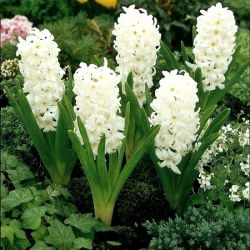 Rytinis hiacintas - Carnegie - pakuotėje yra 3 vnt -  Hyacinthus orientalis