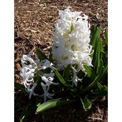 Rytinis hiacintas - Carnegie - pakuotėje yra 3 vnt -  Hyacinthus orientalis