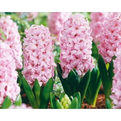 Hyacinthus Fondant - Fond de igienă - 3 bulbi - Hyacinthus orientalis
