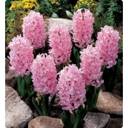 Hyacinthus Fondant - Fond de igienă - 3 bulbi - Hyacinthus orientalis