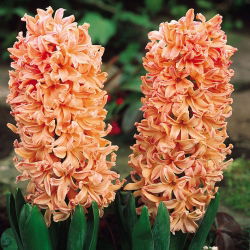 Hyacinthus Țiganul țiganilor - Țiganul tiganos din iacant - 3 bulbi