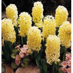Rytinis hiacintas - City of Haarlem - pakuotėje yra 3 vnt -  Hyacinthus orientalis