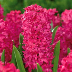 Hyacinthus "Jan Bos" - 3 bulbi - Hyacinthus orientalis