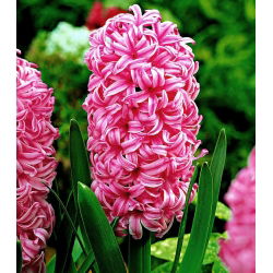 Hyacinthus "Pearl Pink" - 3 bulbi - Hyacinthus orientalis