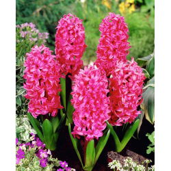 Hyacinthus "Pearl Pink" - 3 bulbi - Hyacinthus orientalis