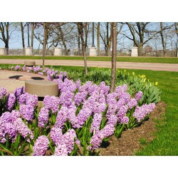 Hyacinthus Splendid Cornelia - Hyacint Splendid Cornelia - 3 bulbi