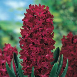 ดอกผักตบชวา - ไม้ดอกผักตบชวา - 3 หลอด - Hyacinthus