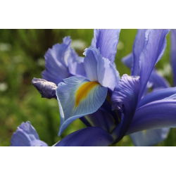 Lis (Iris × hollandica) - Saphire Beauty- pakket van 10 stuks