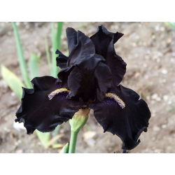 Hageiris - Black Night - Iris germanica
