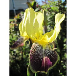 Iris germanica Nibelungen - bebawang / umbi / akar