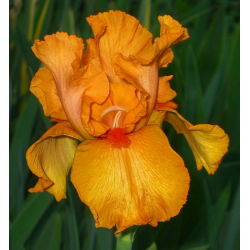 Iris germanica Orange - bebawang / umbi / akar