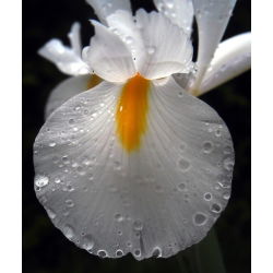 Lis (Iris × hollandica) - White Excelsior - pakket van 10 stuks