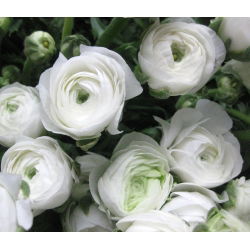 Vėdrynas - baltas - pakuotėje yra 10 vnt - Ranunculus