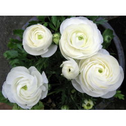 Vėdrynas - baltas - pakuotėje yra 10 vnt - Ranunculus