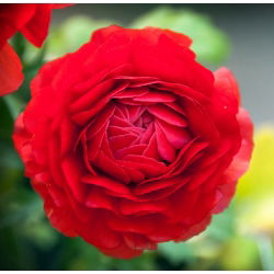 Vėdrynas - Raudonas - pakuotėje yra 10 vnt - Ranunculus