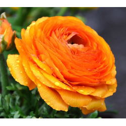 Vėdrynas - Oranžinis - pakuotėje yra 10 vnt - Ranunculus