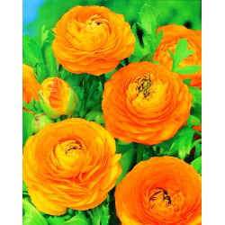 Vėdrynas - Oranžinis - pakuotėje yra 10 vnt - Ranunculus