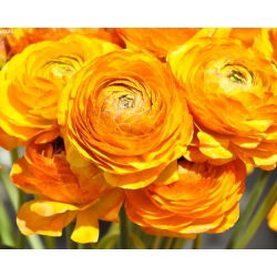 Vėdrynas - Oranžinis - pakuotėje yra 10 vnt - Ranunculus