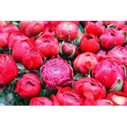 Vėdrynas - rožinis - pakuotėje yra 10 vnt - Ranunculus