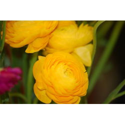 Ranunculus, Buttercup Yellow - 10 bulbs