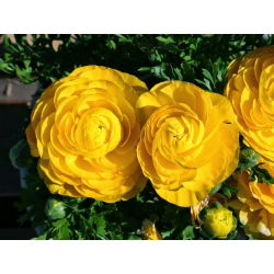 Ranunkelsläktet - gul - paket med 10 stycken - Ranunculus