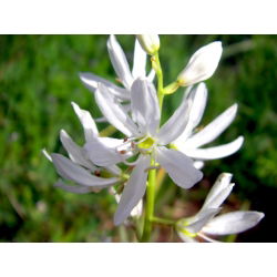 Camassia alba - 2 lukovice