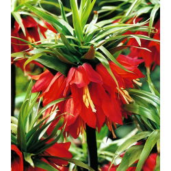 Fritillaria royalialis Rubra Maxima - Vương miện Rubra Maxima - củ / củ / rễ -  Fritillaria imperialis